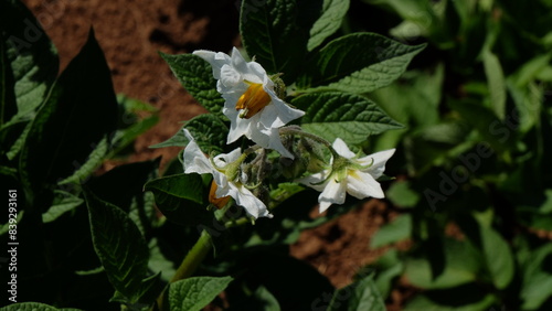 White flower