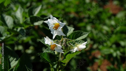 White flower