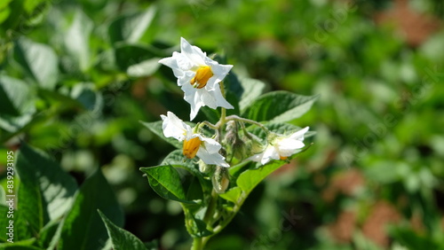White flower
