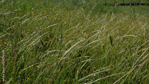 Grass field