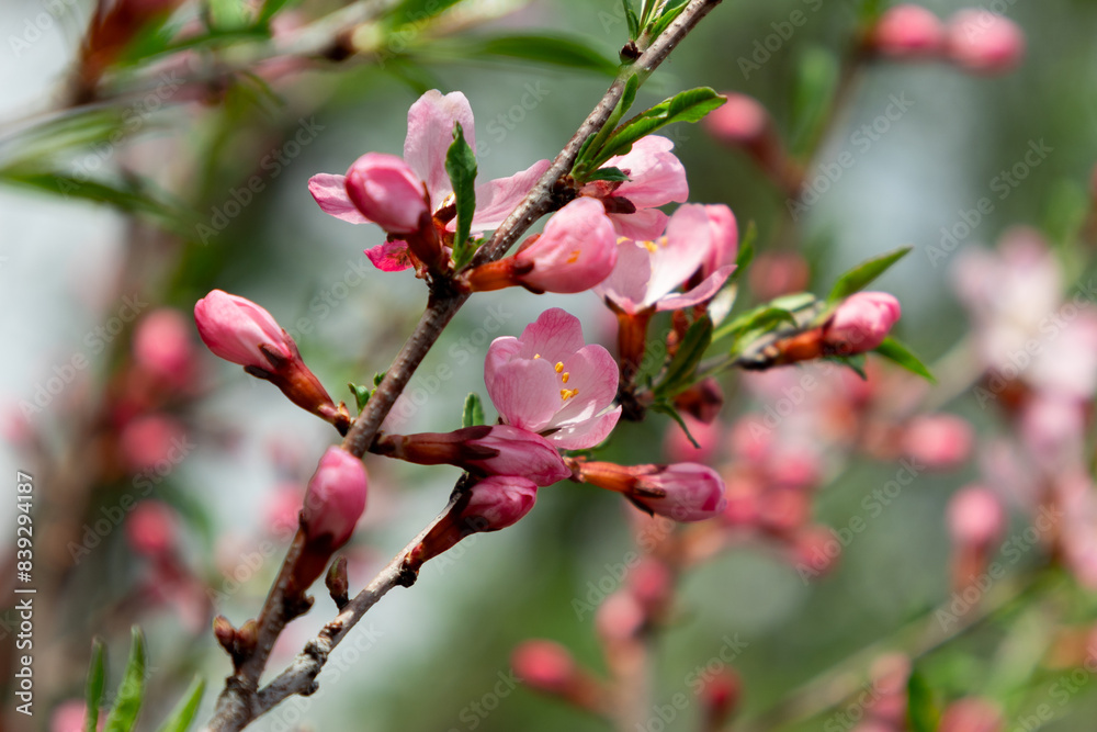 Sakura flowers close-up against a background of spring greenery Sakura flowers close-up against a background of spring greenery