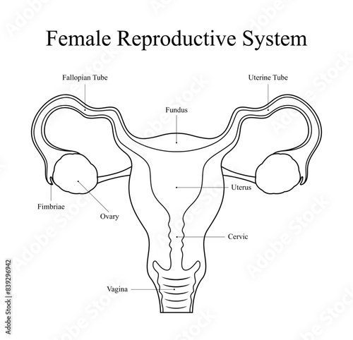 Structure of female reproductive system in line style design