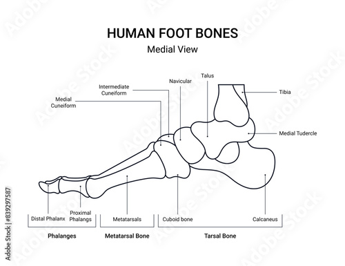 Diagram of human foot bones medial view with line style