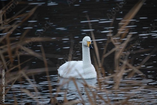 寝ながら浮かぶ白鳥