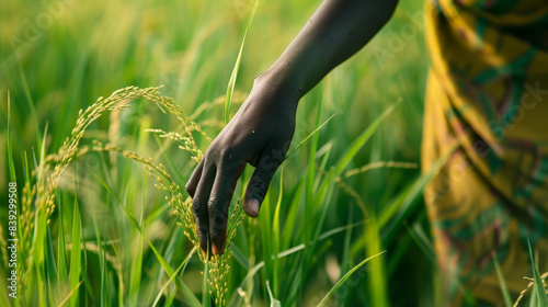 A black hand lightly touches the rice grains in a paddy field, highlighting eco-friendliness and sustainable farming practices