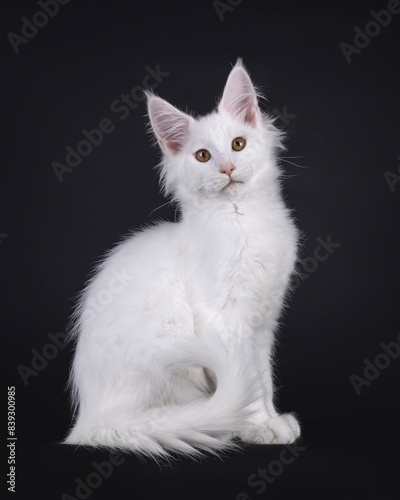 Pretty solid white Maine Coon cat kitten, sitting up side ways. Looking towards camera with sweet expression. Isolated on a black background.