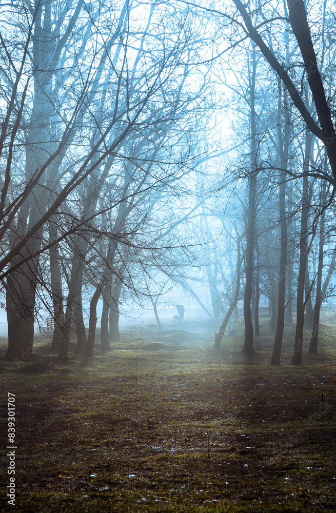 Morning fog sunny morning forest. Park alley morning mist . Beautiful mystical landscape in forest. Sunset rays autumn. Morning fog sunny morning forest. Park alley morning mist . Beautiful mystical landscape in forest. Sunset rays autumn.