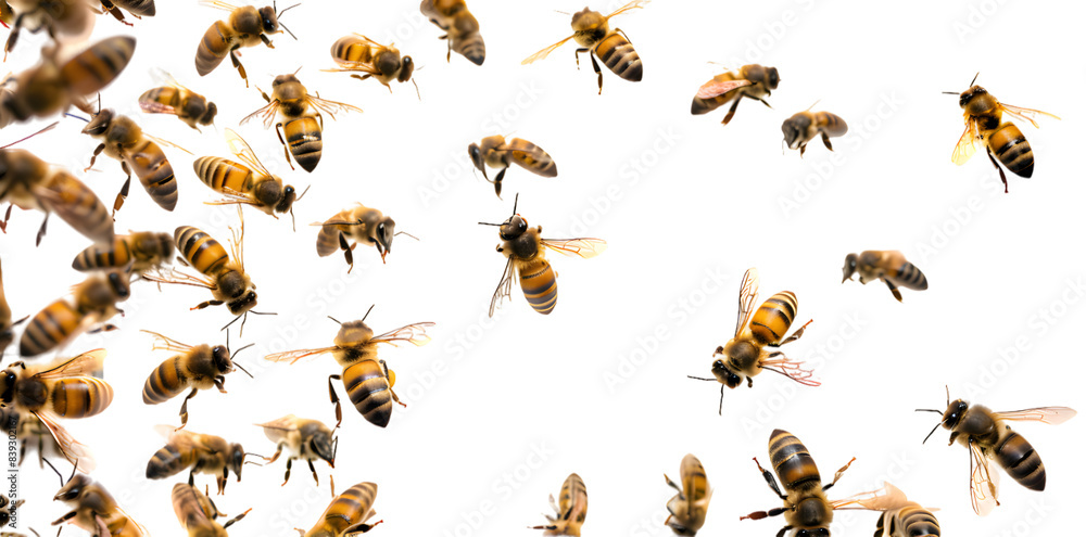 Swarm of bees isolated on transparent background Swarm of bees isolated on transparent background