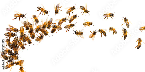 Swarm of bees isolated on transparent background