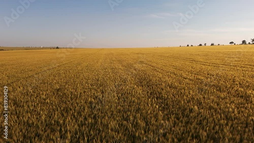 Flying above swinging by wind wheat field at sunset. Agriculture, grain growing and grain trading