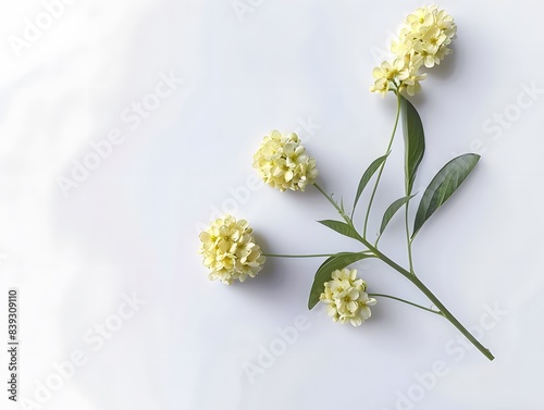 solated natural plant,beautiful flower ,colorful,brilliant colors, top shot, close-up,pure white paper background	