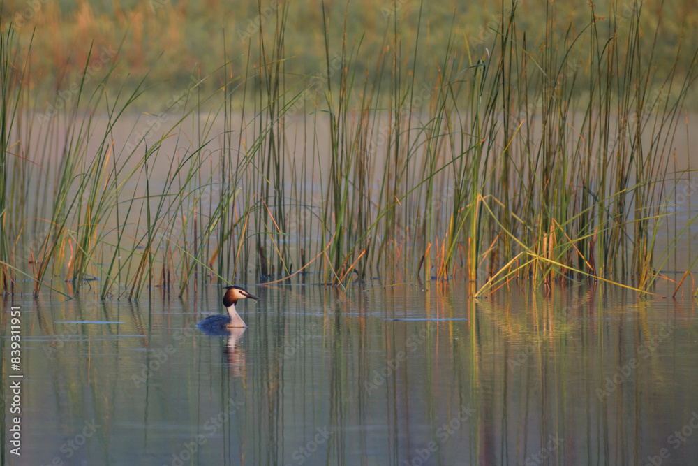 Great Crested Grebe on the morning lake Great Crested Grebe on the morning lake