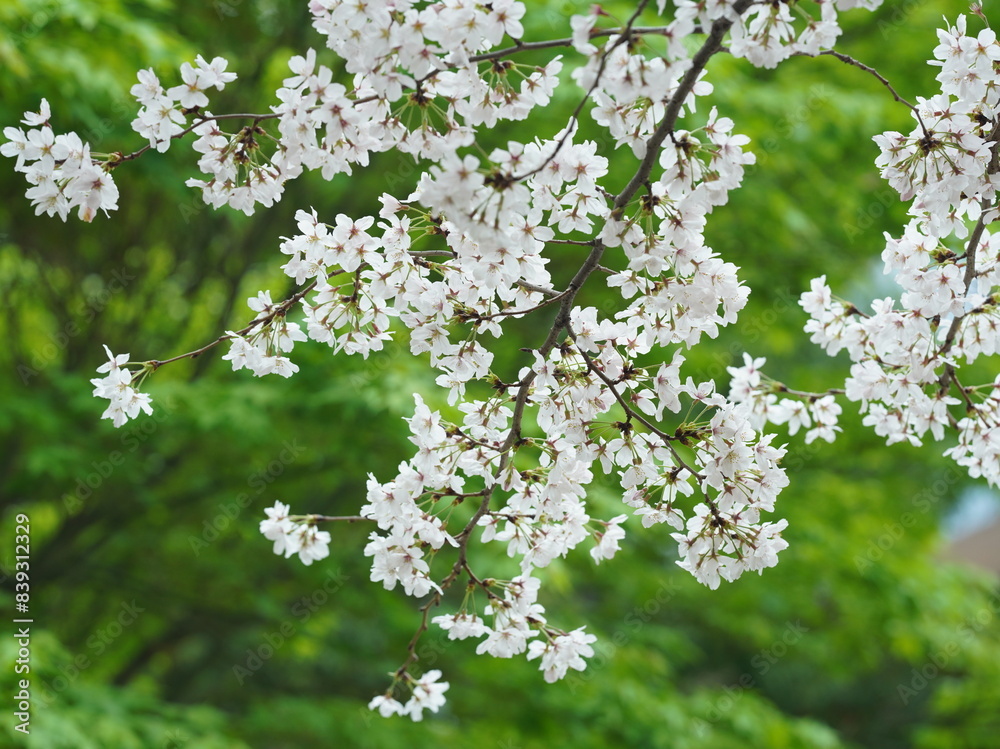 The beautiful pink and white flowers blooming in the rainy day in spring The beautiful pink and white flowers blooming in the rainy day in spring