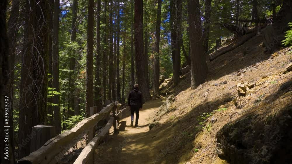 Tourist hiking along a forested trail towards Eagle Rock Viewpoint at Lake Tahoe, California. 4K UHD video.