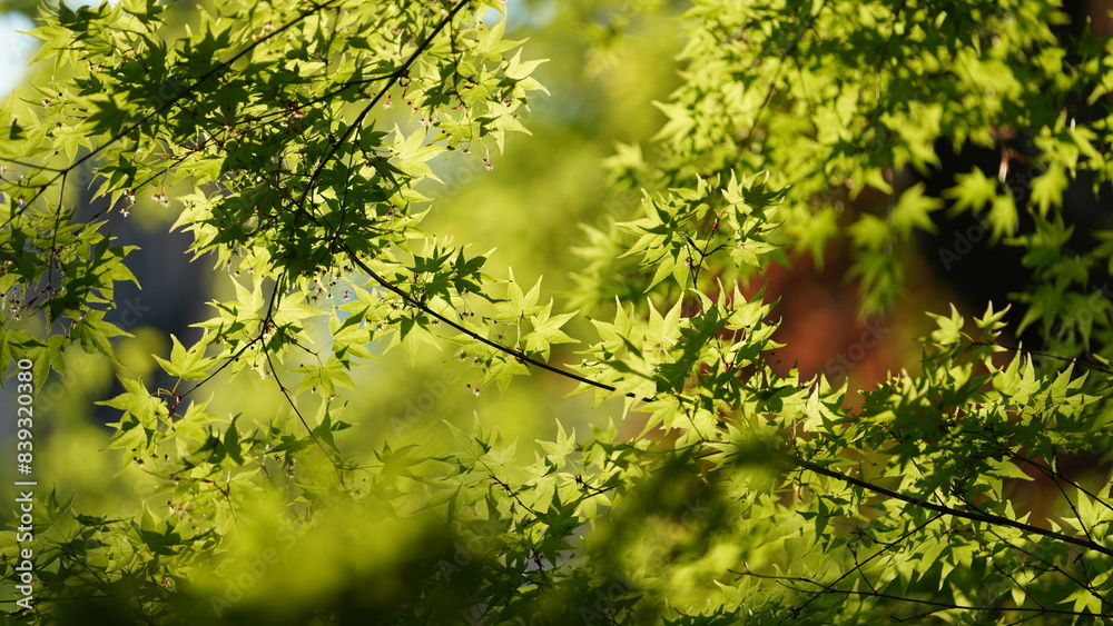 The fresh green leaves on the branches of the trees in spring The fresh green leaves on the branches of the trees in spring