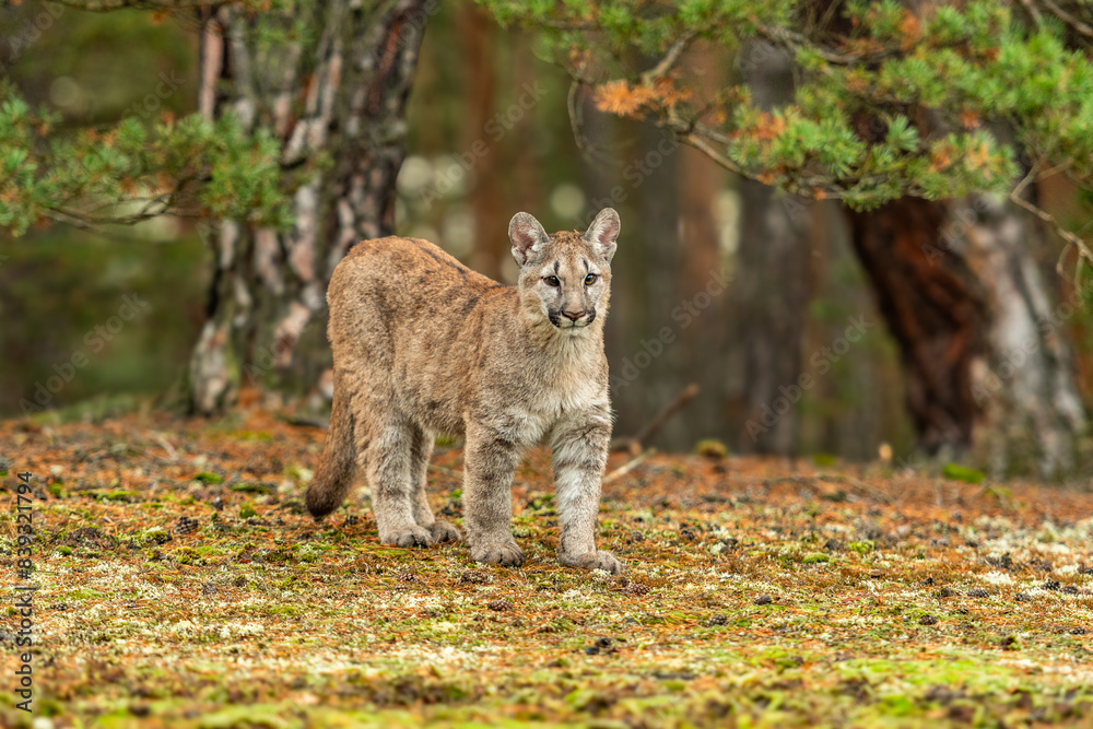 Fototapeta premium Cougar (Puma concolor), also commonly known as the mountain lion, puma, panther, or catamount. is the greatest of any large wild terrestrial mammal in the western hemisphere.