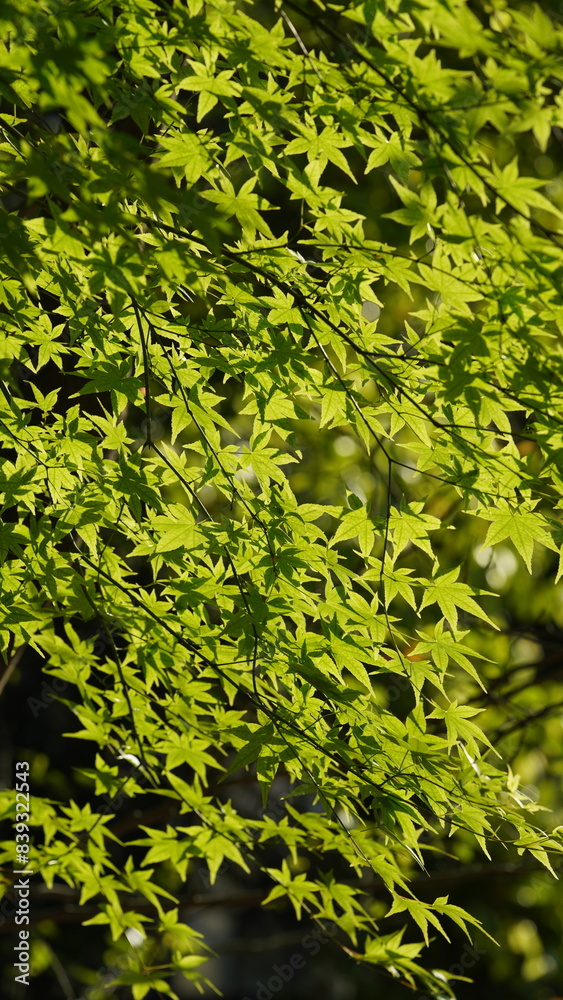 The fresh green leaves on the branches of the trees in spring The fresh green leaves on the branches of the trees in spring
