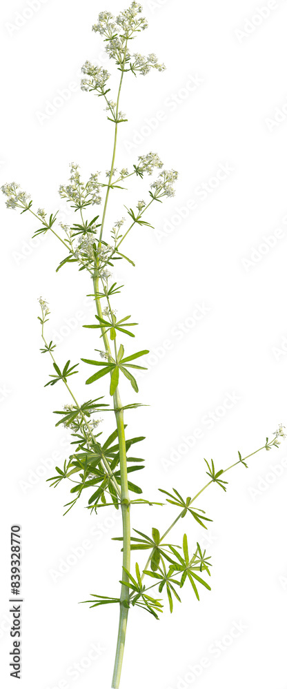 Side view of Hedge Bedstraw plant with flower Side view of Hedge Bedstraw plant with flower
