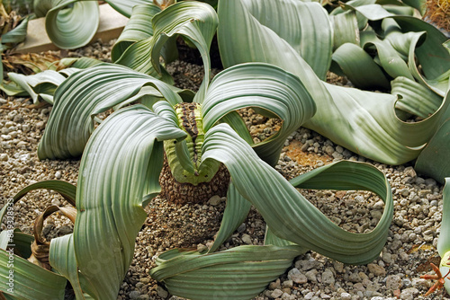 Large Welwitschia with some female plant and cones