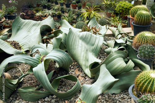 Large Welwitschia with some female plant and cones