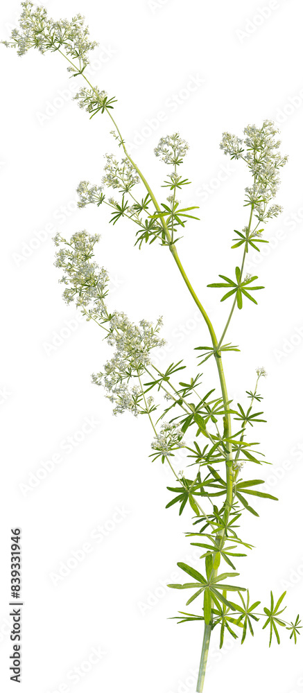 Side view of Hedge Bedstraw plant with flower Side view of Hedge Bedstraw plant with flower
