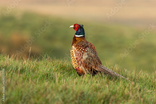Obraz na plátně Close up of a Ring-necked or Common male pheasant facing left after heavy rainfall on open grousemoor in Swaledale, UK