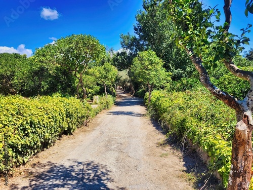 It is a relaxation spot surrounded by trees. Backyard landscape design with lawn and flower bed. A beautiful forest road in wynad. Landscape with a dirt road in the countryside. Road in park photo