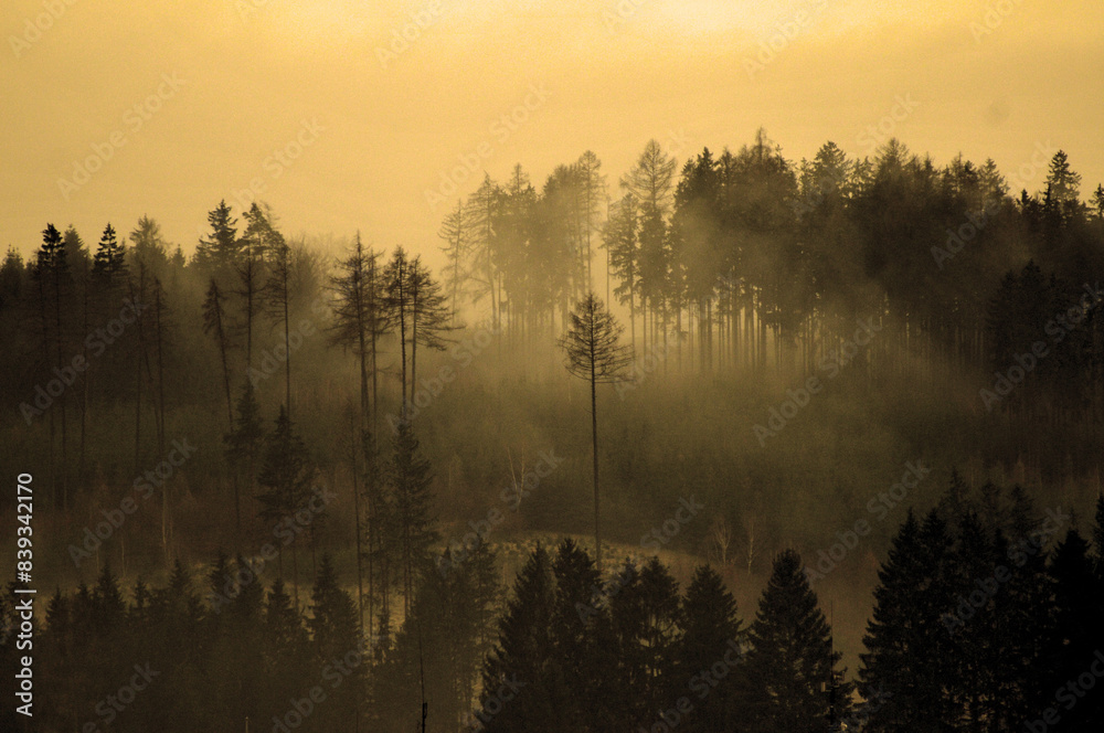 mist in the forest mist in the forest