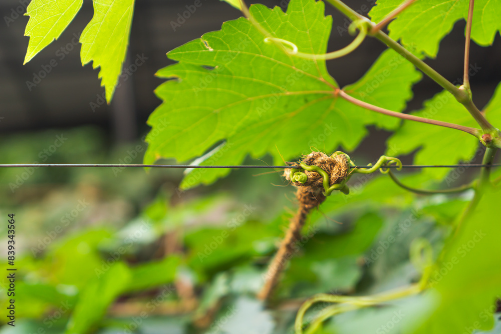 The grape vine tendrils hold onto the wire and rope gardening concept The grape vine tendrils hold onto the wire and rope gardening concept