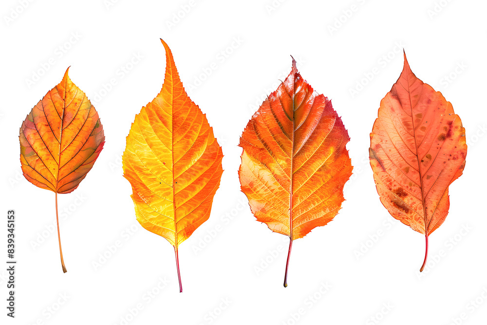 Autumn leaves set isolated on transparency background, multi color of leaves foliage in autumn season. for seasonal holiday greeting card design, PNG cut out Autumn leaves set isolated on transparency background, multi color of leaves foliage in autumn season. for seasonal holiday greeting card design, PNG cut out