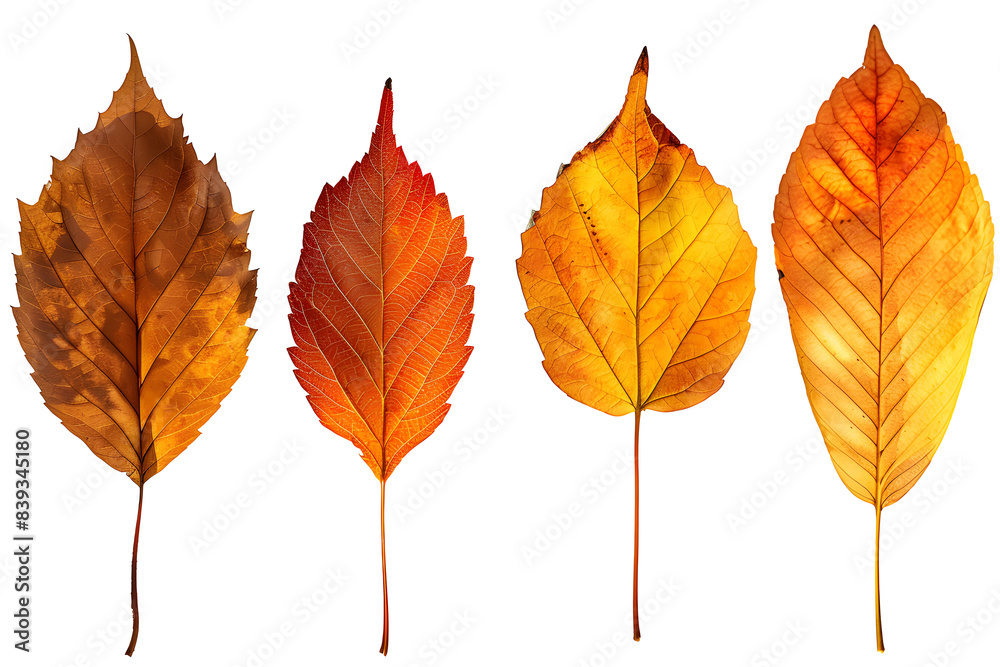 Autumn leaves set isolated on transparency background, multi color of leaves foliage in autumn season. for seasonal holiday greeting card design, PNG cut out Autumn leaves set isolated on transparency background, multi color of leaves foliage in autumn season. for seasonal holiday greeting card design, PNG cut out