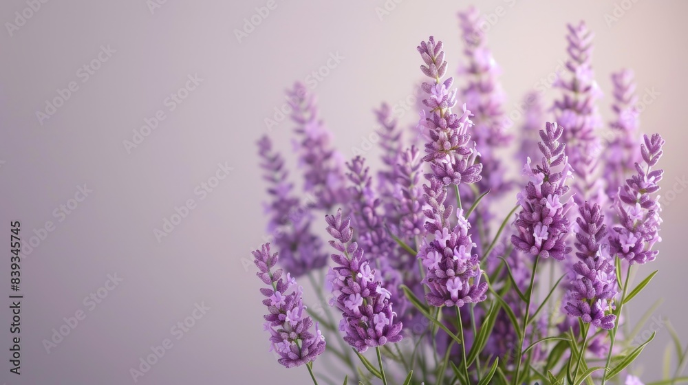 Purple lavender flowers in full bloom against a soft white background Purple lavender flowers in full bloom against a soft white background