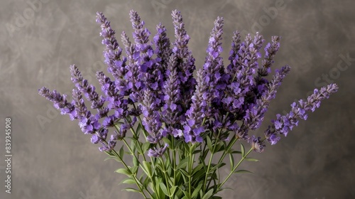 A close-up of lavender flowers blooming in a garden