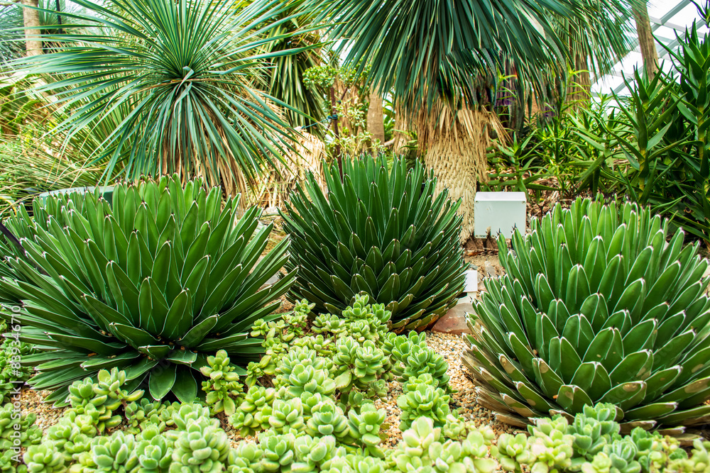 Queen Victoria Agave , victoriae reginae cactus Queen Victoria Agave , victoriae reginae cactus