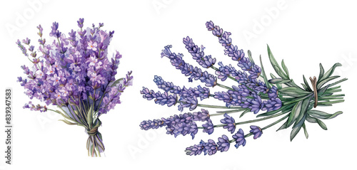 Hand drawn illustration of a tender bouquet of lavender flowers