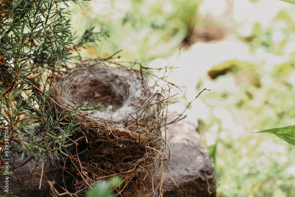 Eggs in a nest in a natural environment close-up Eggs in a nest in a natural environment close-up