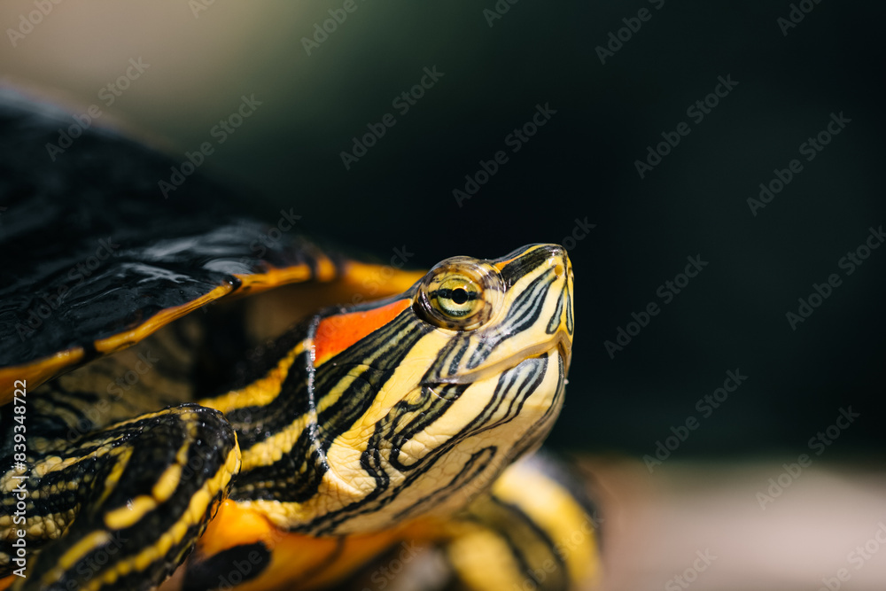 Obraz premium The turtle is green yellow red in close-up.