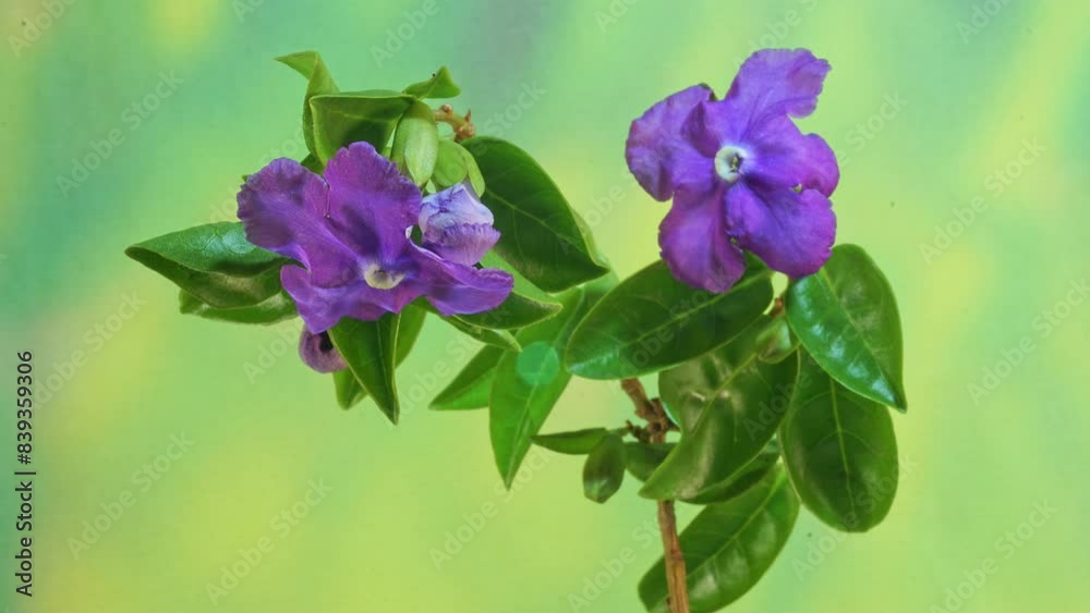 Delayed Photography of Purple Jasmine Blossoming Delayed Photography of Purple Jasmine Blossoming