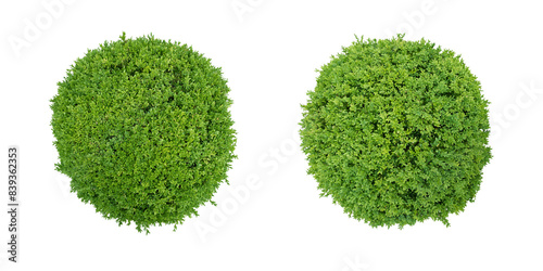 Buchsbaum Buxus sempervirens Kugel von oben gesehen sioliert mit transparentem Hintergrund