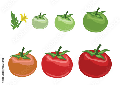 Set of flower, green, orange and red tomatoes. Ripening tomato. Organic gardening and food. Vegetarian and healthy eating. Vector illustration isolated on white background.