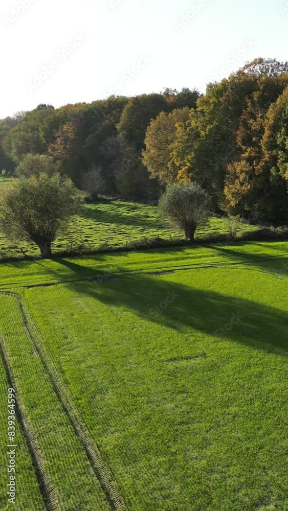 Forest Edge with green field moving downwards sunset evening light Forest Edge with green field moving downwards sunset evening light