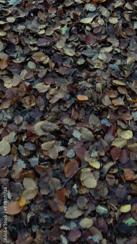 Forwards Movement Panning Fallen Leaves Close Up Autumn Forest Orange Forwards Movement Panning Fallen Leaves Close Up Autumn Forest Orange