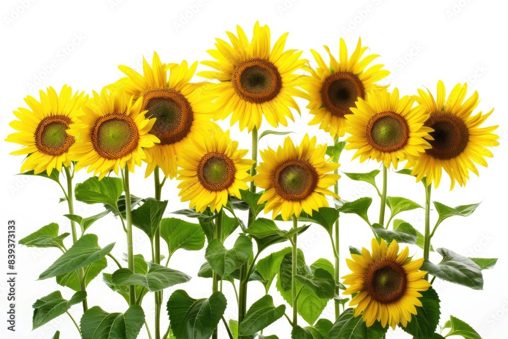 Obraz premium Sunshine Blooms: Vibrant Sunflowers in Realistic Photography on White Background