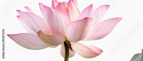 Serene Beauty - Detailed Close-up of Pink Lotus Flower on White Background in Realistic Photography