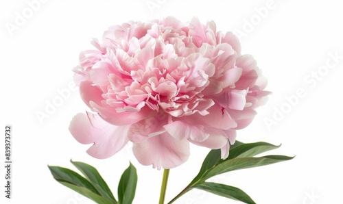 Delicate Pink Peony Flower in Soft Light on White Background - Romantic Realism Photography Close-up