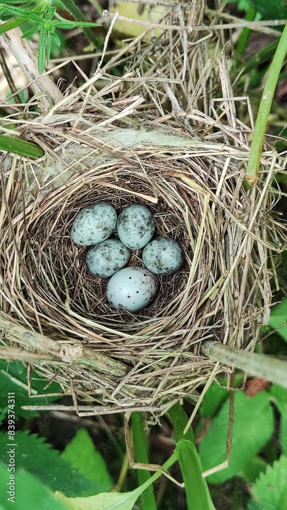 Egg of common cuckoo in the nest of marsh warbler, Cuculus canorus Egg of common cuckoo in the nest of marsh warbler, Cuculus canorus