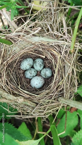 Egg of common cuckoo in the nest of marsh warbler, Cuculus canorus