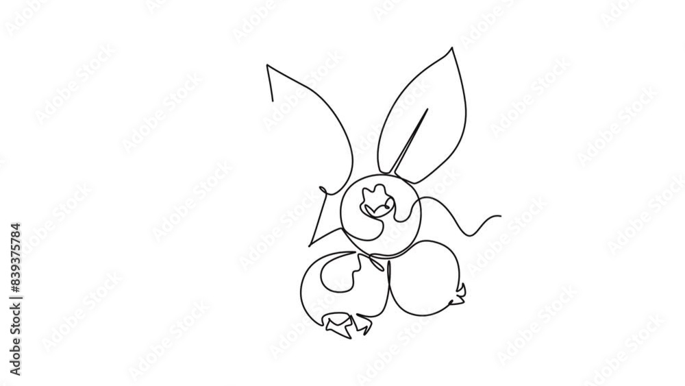 Animated self drawing of continuous line draw whole healthy organic sweet blueberries for orchard logo identity. Fresh blue berry fruitage concept for fruit garden icon. Full length one line animation Animated self drawing of continuous line draw whole healthy organic sweet blueberries for orchard logo identity. Fresh blue berry fruitage concept for fruit garden icon. Full length one line animation