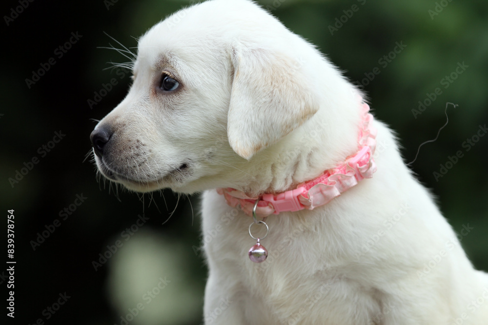 yellow labrador retriever in summer close up yellow labrador retriever in summer close up