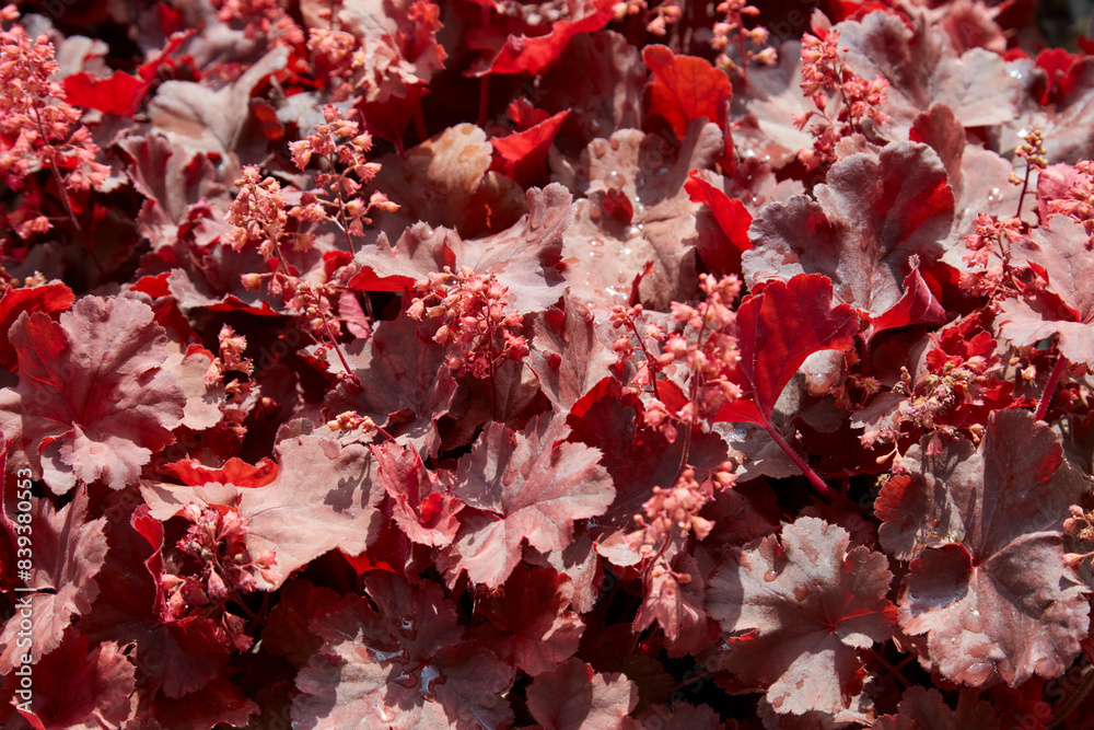 Heuchera red coral bells, plants with red leaves in sunlight Heuchera red coral bells, plants with red leaves in sunlight